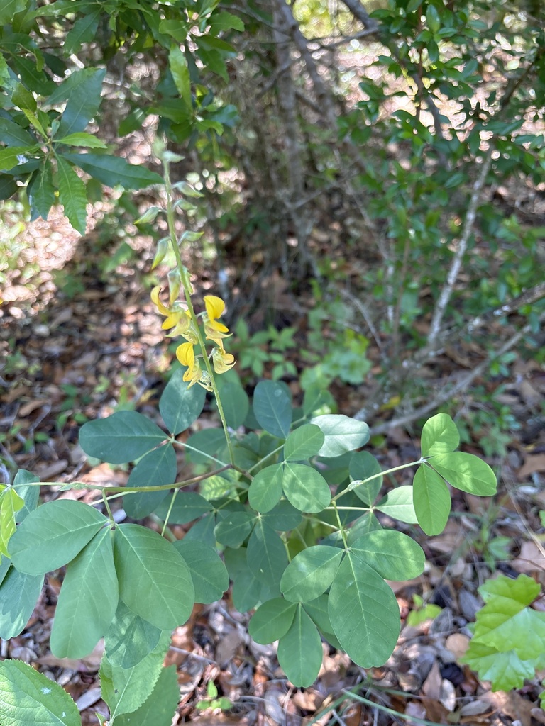 Streaked Rattlepod from Flatwoods Park Trail, Thonotosassa, FL, US on ...