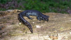 Ambystoma 'unisexual complex'