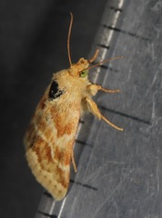 Schinia obscurata