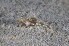 Sandslope Goby photo 3