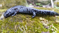 Ambystoma