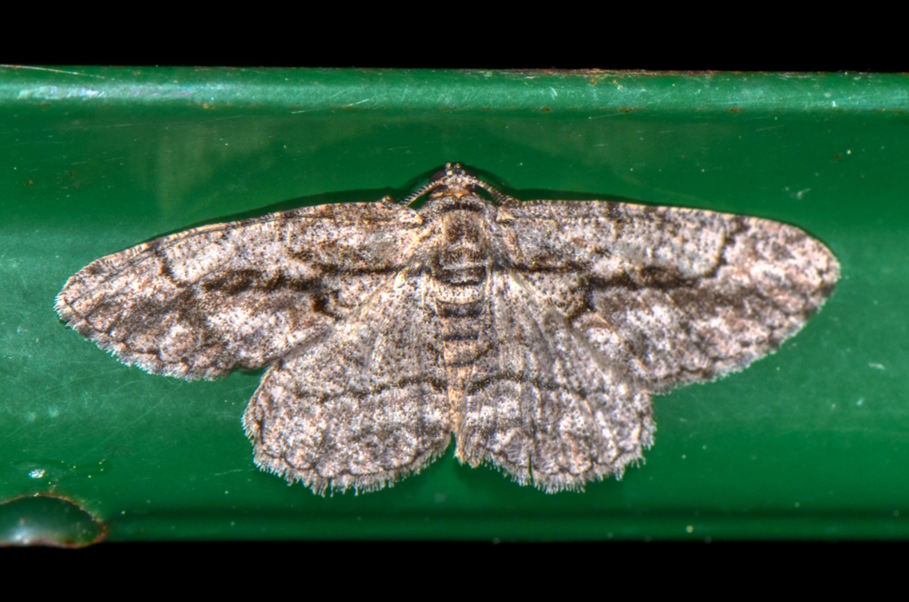 North American Common Gray from Bill's backyard, Lewes, DE on April 16 ...