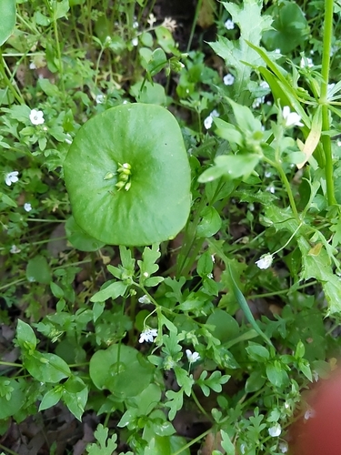 iNaturalist observation photo of miner's lettuce