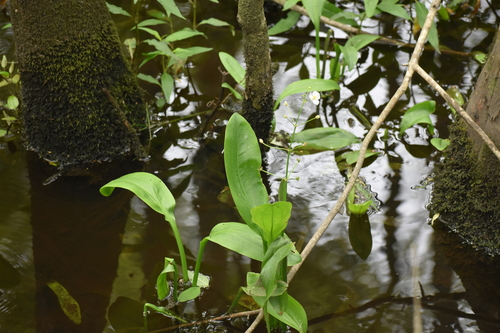 Image of Sagittaria weatherbiana by (c) Ryan Watson, some rights reserved (CC BY)
