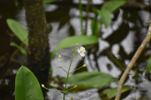 Image of Sagittaria weatherbiana by (c) Ryan Watson, some rights reserved (CC BY)
