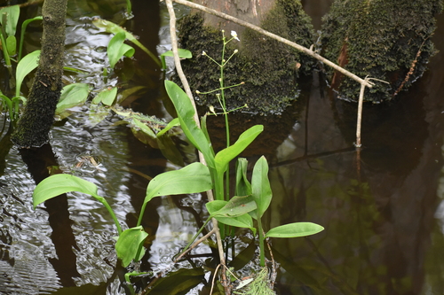 Image of Sagittaria weatherbiana by (c) Ryan Watson, some rights reserved (CC BY)