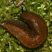 Arion Slugs - Photo (c) André MIQUET, some rights reserved (CC BY-NC), uploaded by André MIQUET