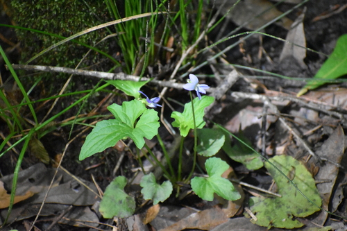 Image of Viola edulis by (c) Ryan Watson, some rights reserved (CC BY)