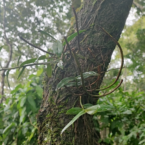 Image of Epidendrum coronatum by (c) Thomaz Ricardo Favreto Sinani, some rights reserved (CC BY)