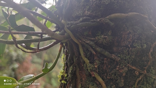 Image of Epidendrum coronatum by (c) Thomaz Ricardo Favreto Sinani, some rights reserved (CC BY)