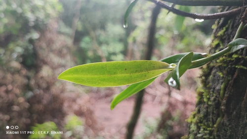 Image of Epidendrum coronatum by (c) Thomaz Ricardo Favreto Sinani, some rights reserved (CC BY)