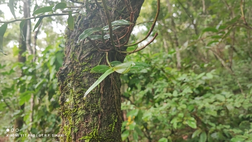 Image of Epidendrum coronatum by (c) Thomaz Ricardo Favreto Sinani, some rights reserved (CC BY)