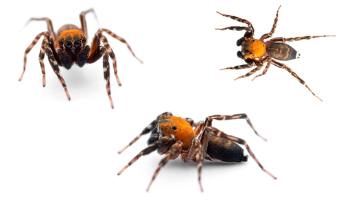 Algerian Jumping Spider