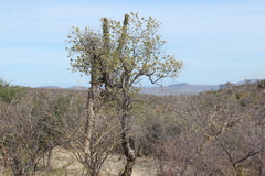 Nahuatlea arborescens