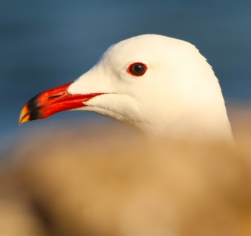 Audouin’s Gull｜奥杜安鸥 参考照片