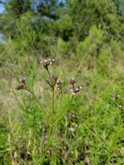 Image of Verbena bonariensis