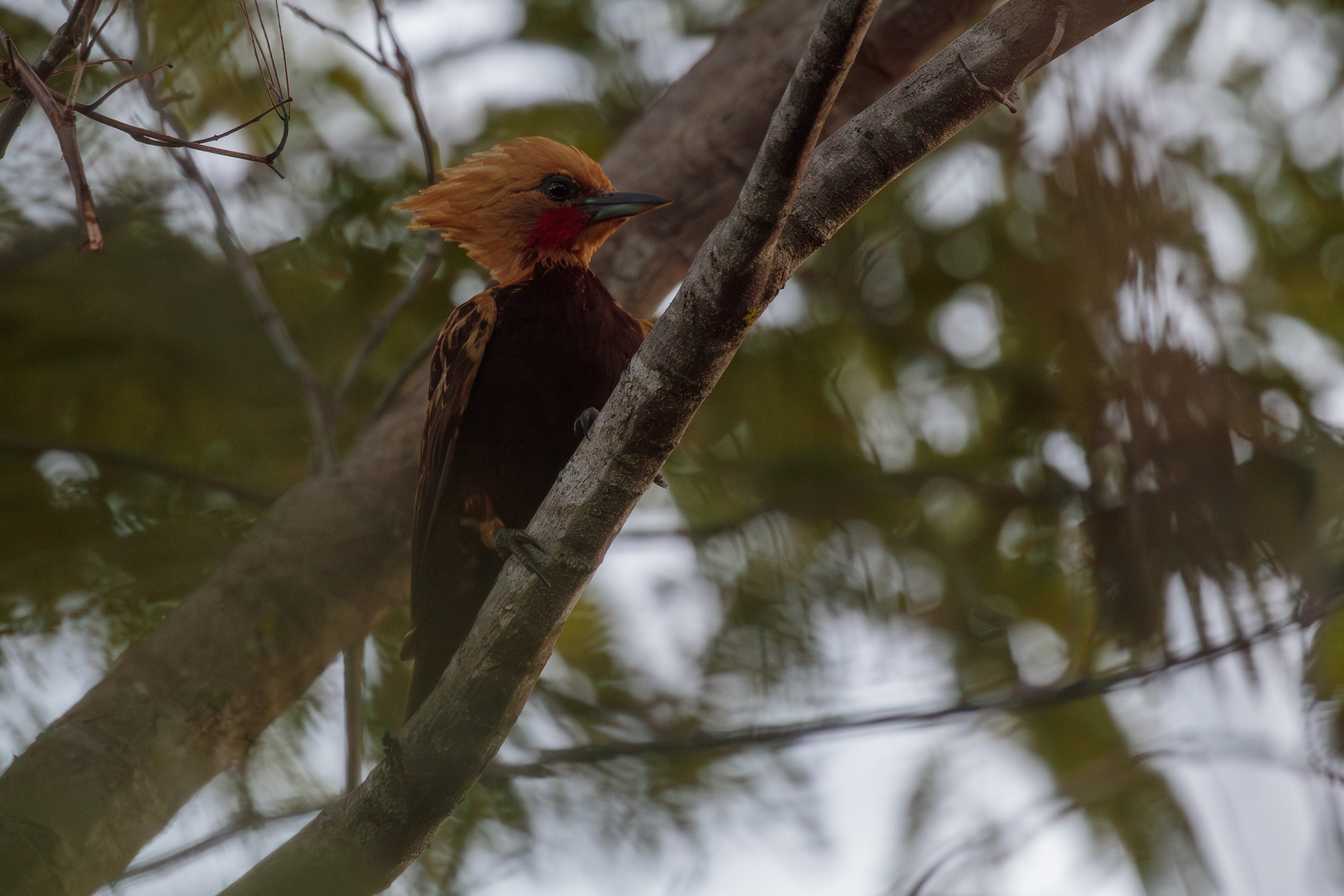 Ochre-backed Woodpecker (Celeus ochraceus), photo 1