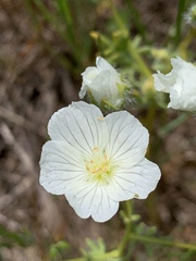 Limnanthes