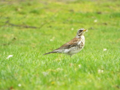 Turdus pilaris