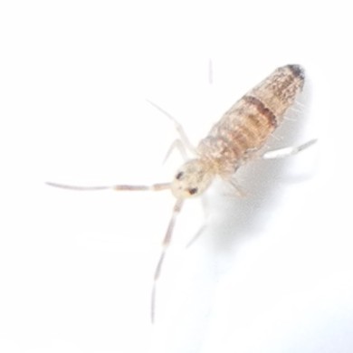Seira domestica
