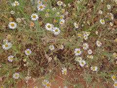 Aphanostephus riddellii