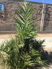 Phoenix dactylifera