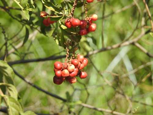 Paullinia elegans (Paullinia elegans)