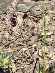 Streptanthus glandulosus pulchellus