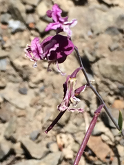 Streptanthus glandulosus pulchellus