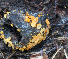 Arachnopeziza aurelia