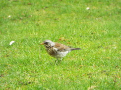 Turdus pilaris