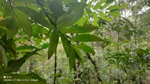 Image of Erythroxylum Anguifugum (Erythroxylum anguifugum) by (c) Thomaz Ricardo Favreto Sinani, some rights reserved (CC BY)