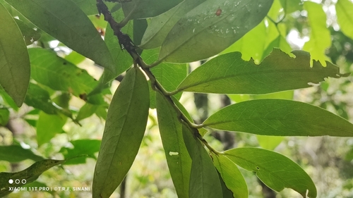 Image of Erythroxylum Anguifugum (Erythroxylum anguifugum) by (c) Thomaz Ricardo Favreto Sinani, some rights reserved (CC BY)