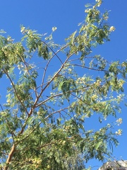 Leucaena leucocephala