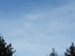 Patagioenas fasciata