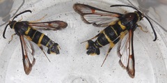Synanthedon decipiens