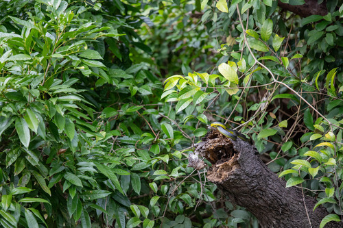 Common Tree Snake sighting