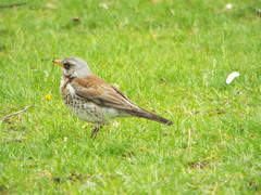 Turdus pilaris