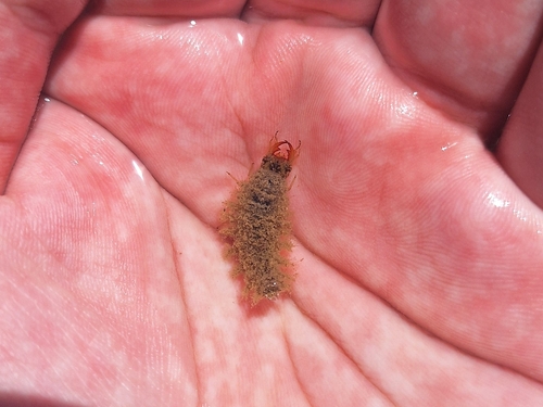 Hydrochara lineata