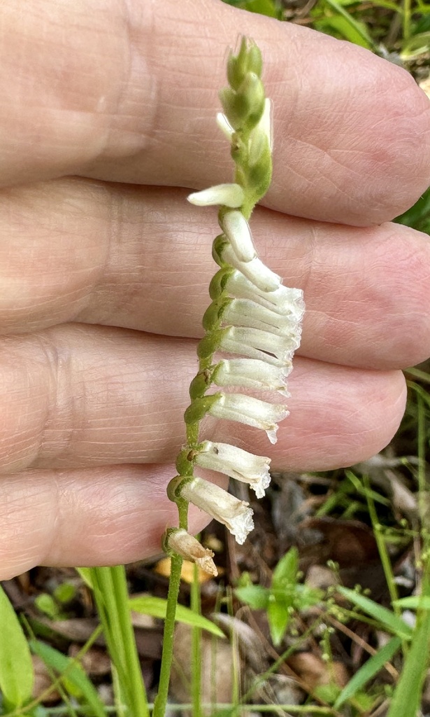 Spiranthes praecox