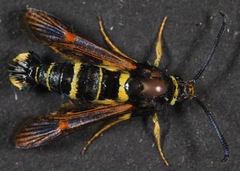 Synanthedon decipiens