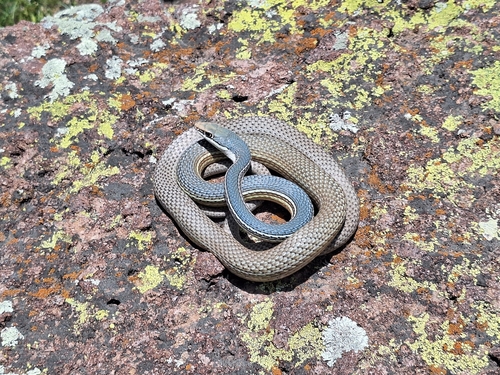 Sonoran Whipsnake (Masticophis bilineatus), a species recorded in Arizona