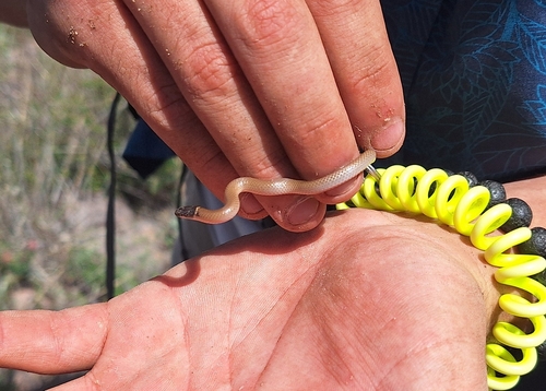 Yaqui Black-headed Snake
