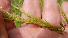 Limnodea arkansana