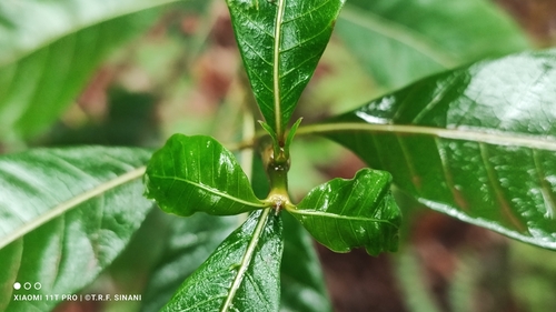 Image of Palicourea crocea by (c) Thomaz Ricardo Favreto Sinani, some rights reserved (CC BY)