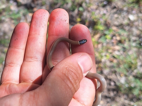 Yaqui Black-headed Snake