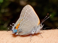 Satyrium favonius