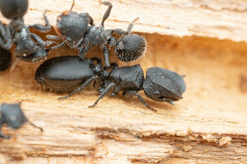 Sonoran Turtle Ant (Cephalotes rohweri)