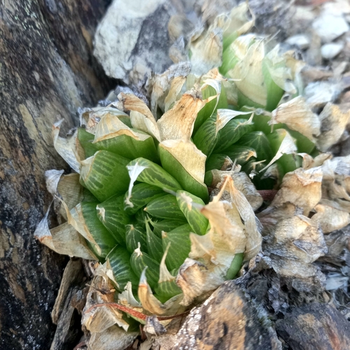 Image of Haworthia mucronata by (c) kevin koen, some rights reserved (CC BY-SA)