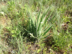 Yucca necopina